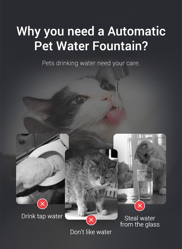 why you need water pet fountain.jpg